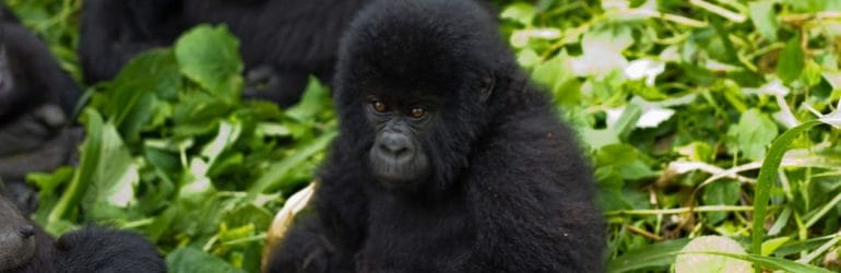 Mountain gorilla in Virunga NP