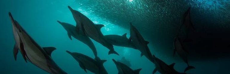 south african sardine run