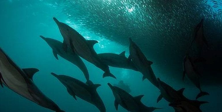south african sardine run