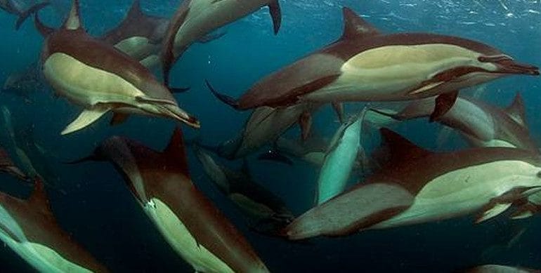 south african sardine run