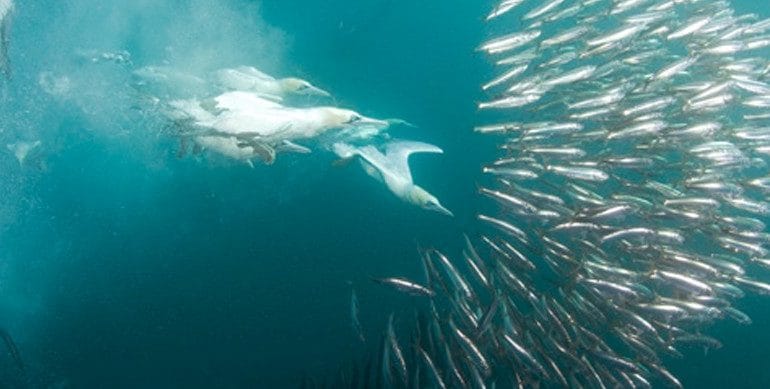 south african sardine run