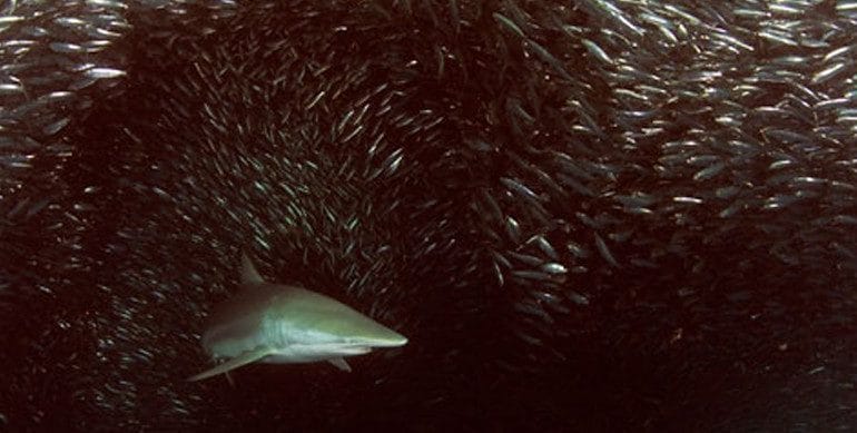 south african sardine run