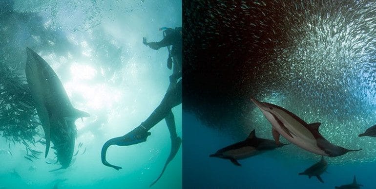 south african sardine run