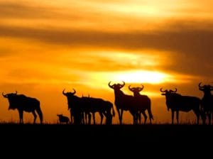 Ubuntu Camp, Serengeti
