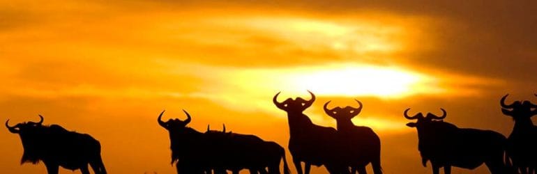 Ubuntu Camp, Serengeti