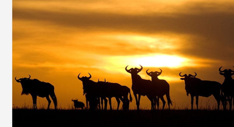 Ubuntu Camp, Serengeti