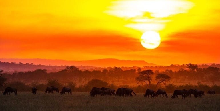 Serengeti Migration Tanzania