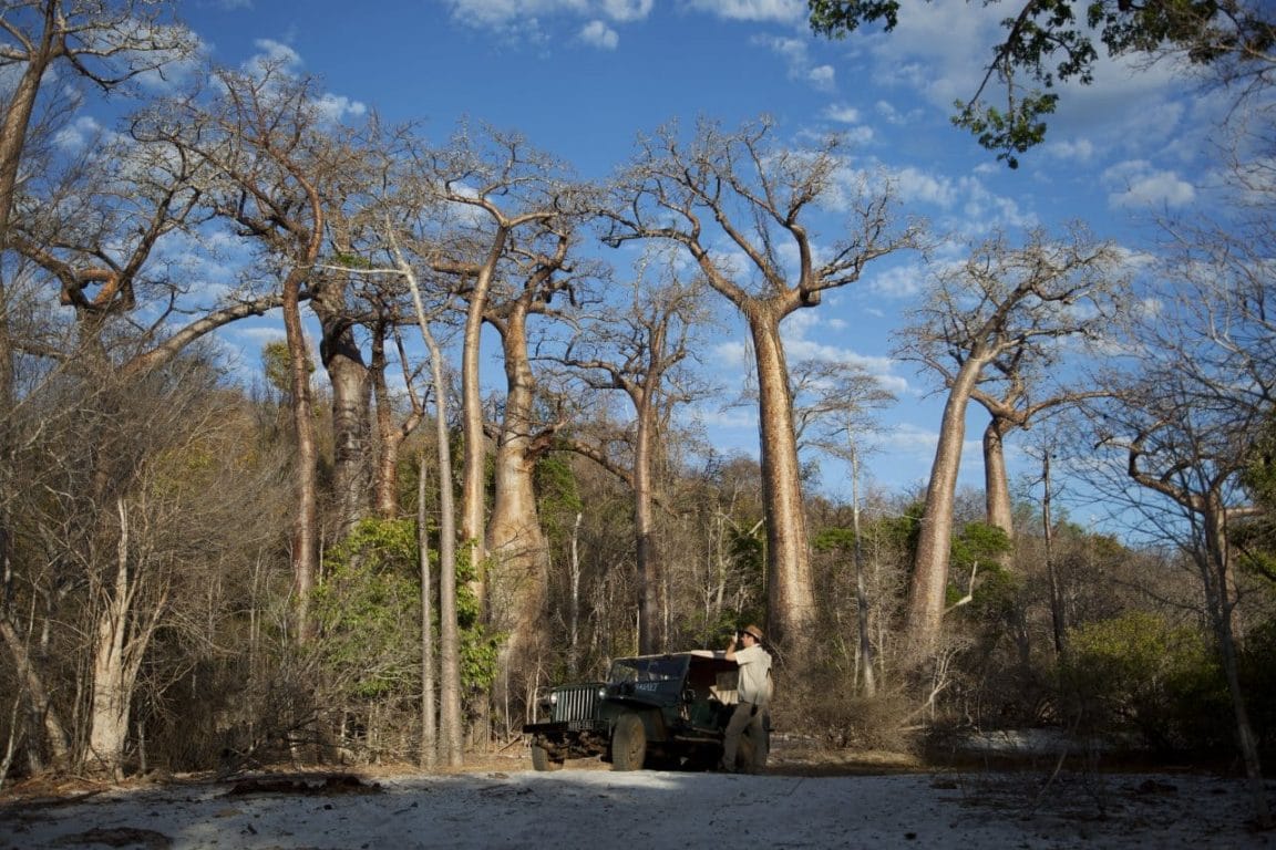 Baobab, Madagascar.