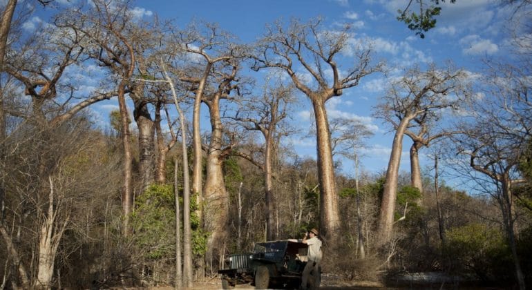 Baobab, Madagascar.
