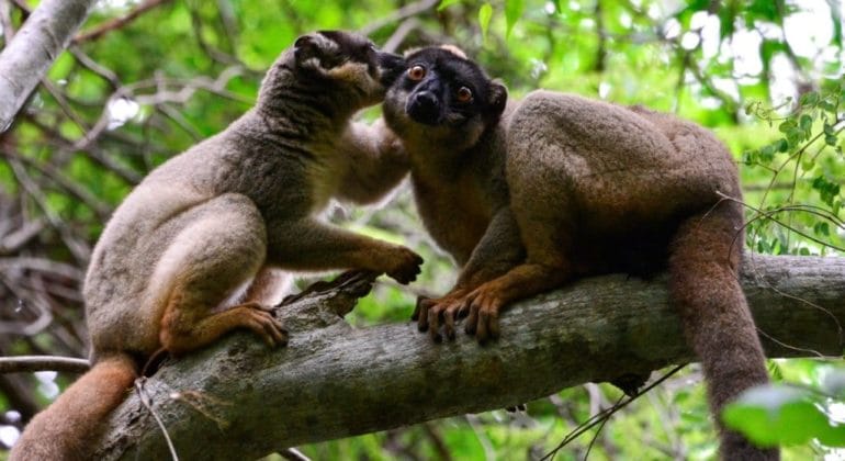 Brown lemurs Madagascar.