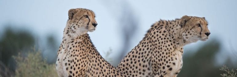 Squack Evans Eye of the Cheetah Safari