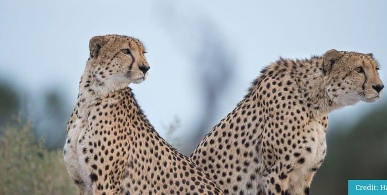 Squack Evans Eye of the Cheetah Safari
