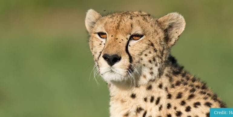 Squack Evans Eye of the Cheetah Safari