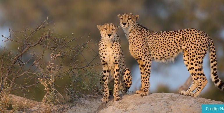 Squack Evans Eye of the Cheetah Safari