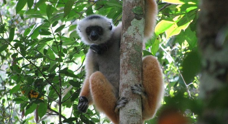Diadem Sifaka, Andasibe-Mantadia National Park, Madagascar