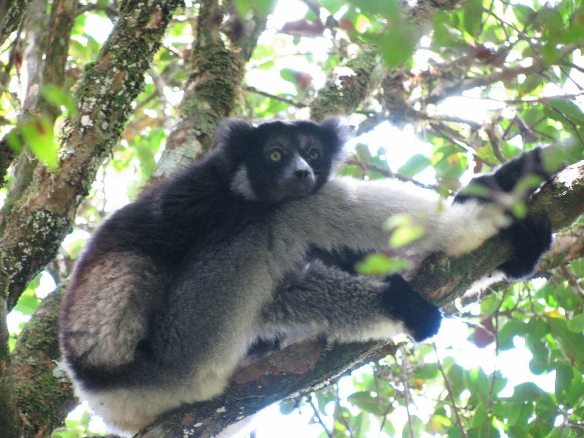 Indri resting after feeding in Andasibe-Mantadia National Park