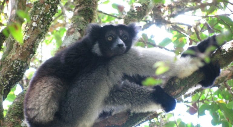 Indri resting after feeding in Andasibe-Mantadia National Park