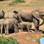 Kruger National Park - Dry Season