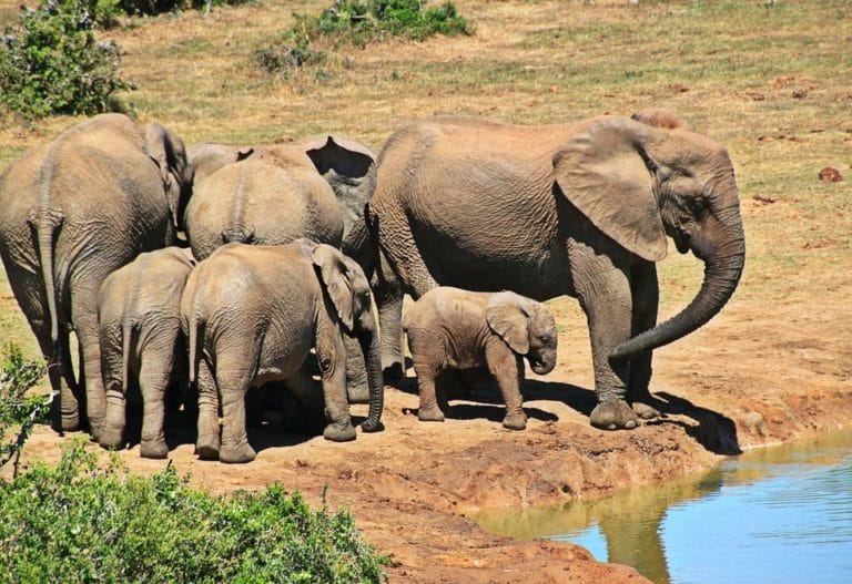Kruger National Park - Dry Season