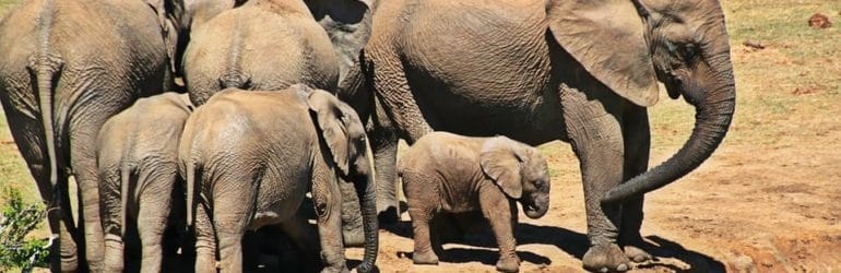 Kruger National Park - Dry Season