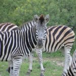 Kruger National Park Wet Season