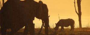 Rhino Safari Camp, Zimbabwe