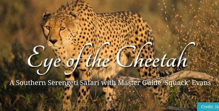 Squack Evans Eye of the Cheetah Safari