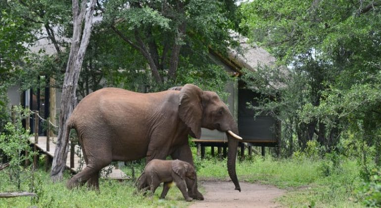 Victoria Falls River Lodge Elephant