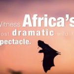 Africa wildlife spectacle