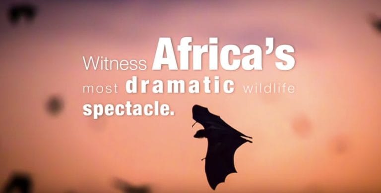 Africa wildlife spectacle