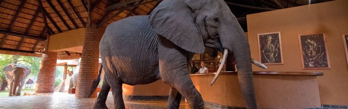 Mfuwe Lodge Elephants