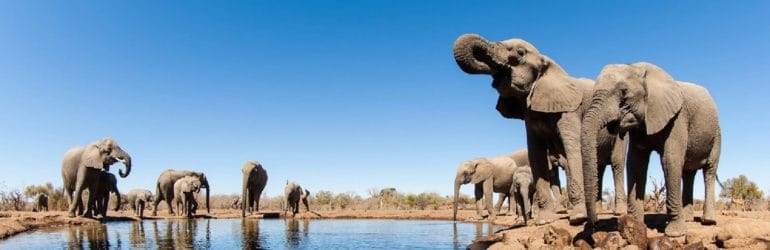 mashatu game reserve