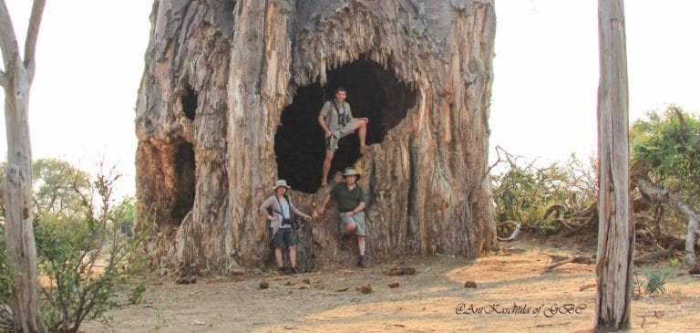 Baobab - Gonarezhou Conservation Trust