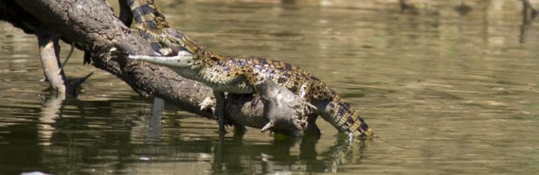 Baby Nile Crocodile, Kazinga Channel, Uganda