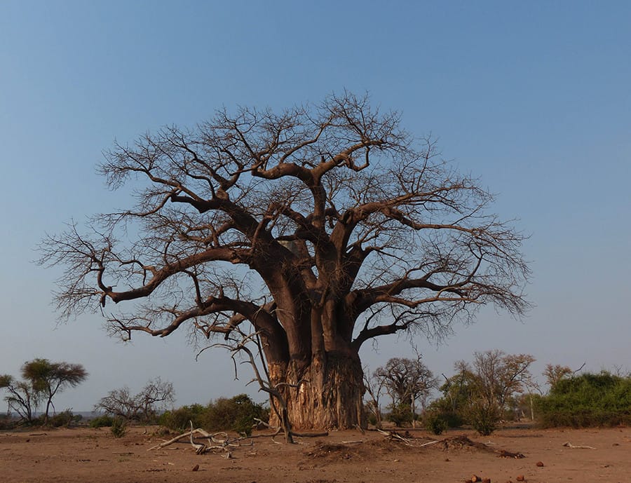 Baobab in Gonarezhou