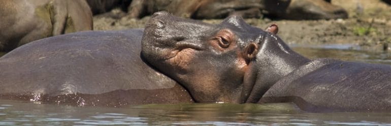 Hippos Kazinga Channel