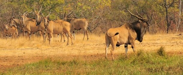 lord derby eland