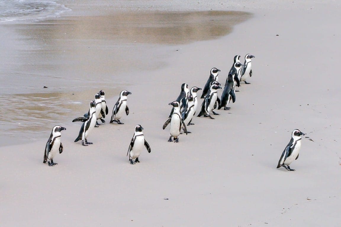 Penguins in South Africa