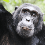 Rukoro Chimp Kibale