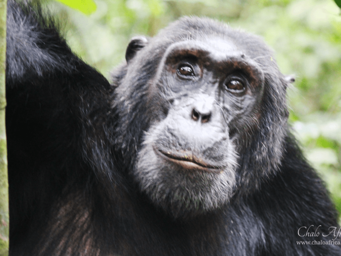 Rukoro Chimp Kibale