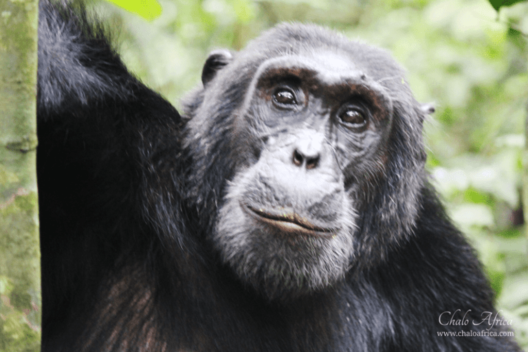 Rukoro Chimp Kibale