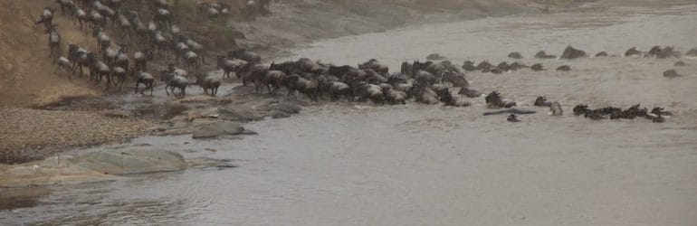 Wildebeest crossing