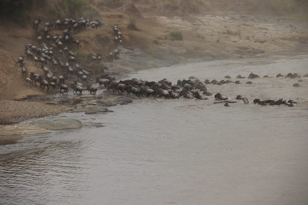 Wildebeest crossing