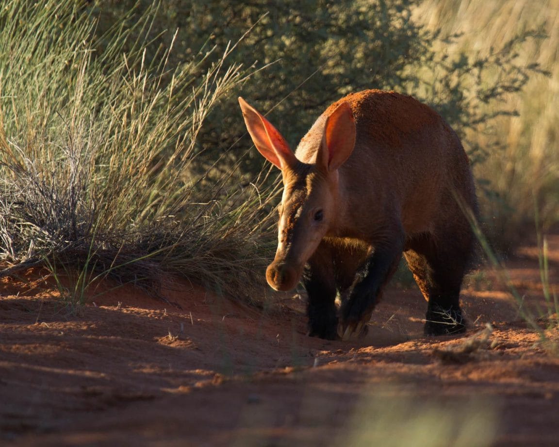 Aardvark in Tswalu Kalahari