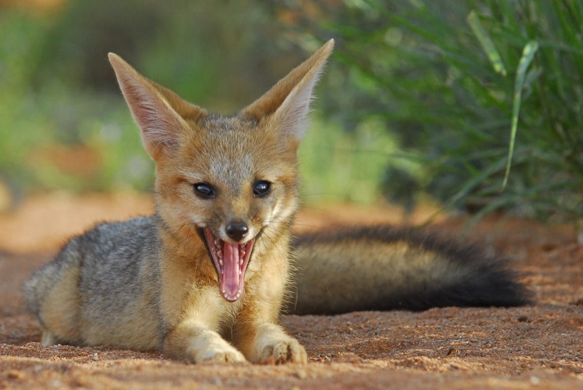 Cape fox - Tswalu Kalahari