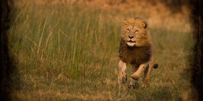 Duba Plains Camp