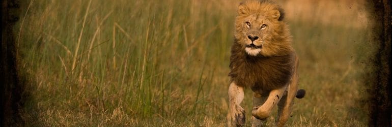 Duba Plains Camp