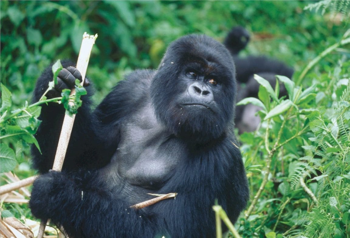 Rwanda — Land of a Thousand Hills