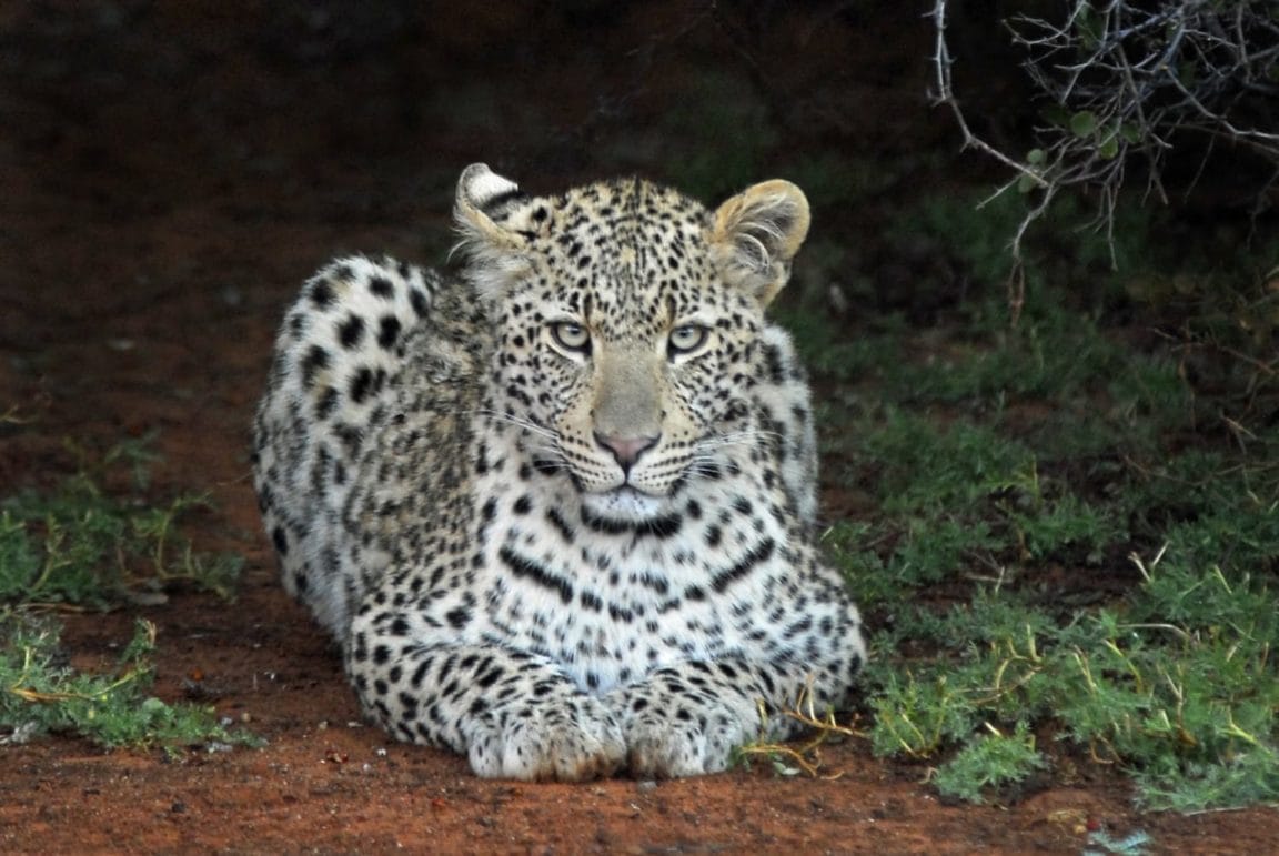 Leopard - Tswalu Kalahari