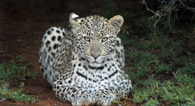 Leopard - Tswalu Kalahari